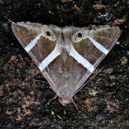 Grammodes oculicola Moth (Grammodes oculicola)